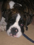 Deutscher Boxer