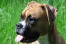 Deutscher Boxer