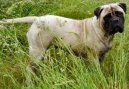 Bullmastiff