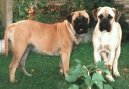 Bullmastiff