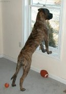 Bullmastiff