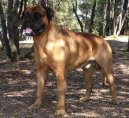 Bullmastiff