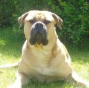 Bullmastiff