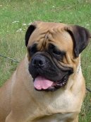 Bullmastiff