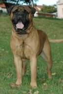Bullmastiff