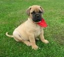 Bullmastiff