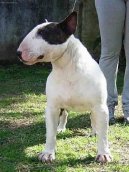 Bull Terrier