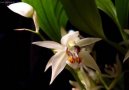 Coelogyne