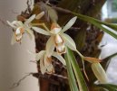 Coelogyne
