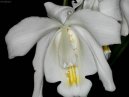Coelogyne