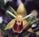 Coelogyne