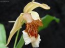 Coelogyne