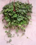Ceropegia Woodii