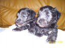 Czech Terrier