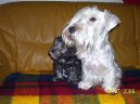 Czech Terrier
