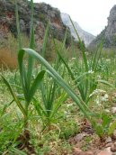 Allium sativum L\.