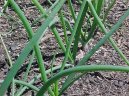 Cibule zimn - seka