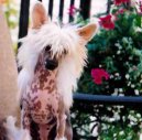 Chinese Crested Dog