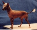 Chinese Crested Dog