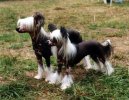 Chinese Crested Dog