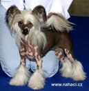 Chinese Crested Dog
