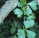 Cissus