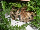 Davallia Canariensis