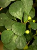Ficus deltoidea  vrstevnat
