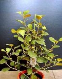 Ficus deltoidea  vrstevnat