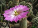 Echinocereus coccineus