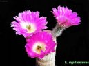 Echinocereus coccineus
