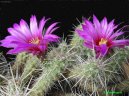 Echinocereus coccineus