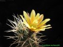 Echinocereus coccineus
