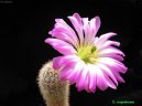 Echinocereus coccineus