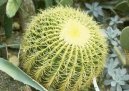 Echinocactus Grusonii