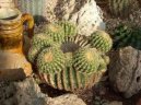 Echinocactus Grusonii