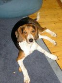 Estonian Hound