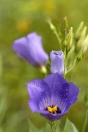 Eustoma