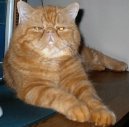 Exotic short hair cat