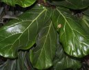 Ficus lyrata