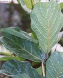 Ficus lyrata