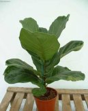 Ficus lyrata