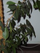 Ficus lyrata