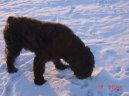 Bouvier des Flandres