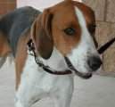 Foxhound