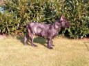 Bouledogue francais, French Bulldog