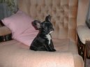 Bouledogue francais, French Bulldog