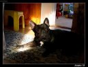 Bouledogue francais, French Bulldog