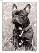 Bouledogue francais, French Bulldog
