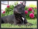Bouledogue francais, French Bulldog
